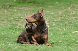 DOBERMANN 322